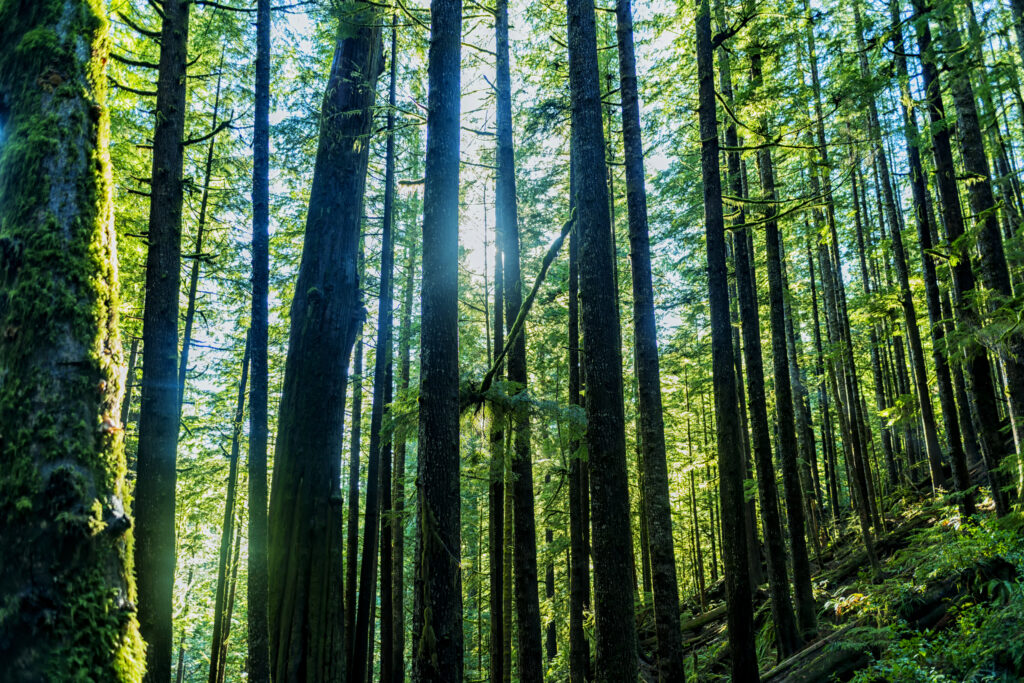 Spaziergang: Wann waren Sie das letzte Mal im Wald spazieren? In einer Welt von immer größer werdenden Städten zieht die Natur gegenüber dem Menschen oft den Kürzeren. Aufblick Konfliktberatung Hannover